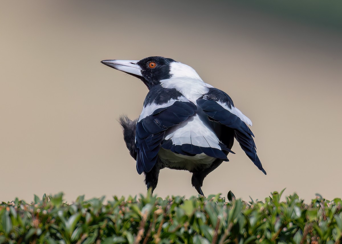 Australian Magpie (White-backed) - ML646441875