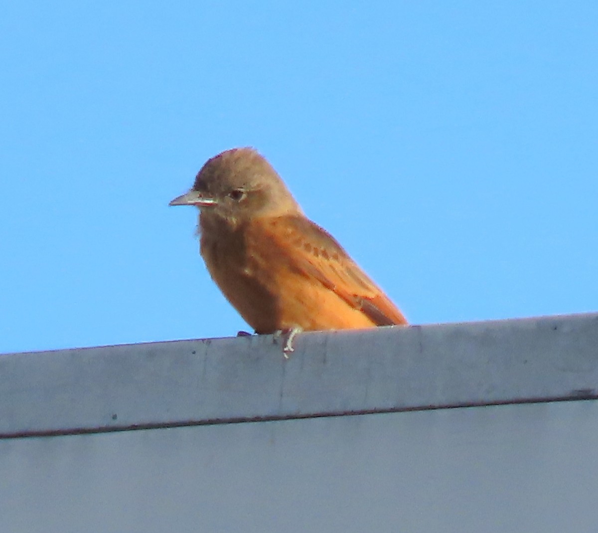 Cliff Flycatcher - ML646441877