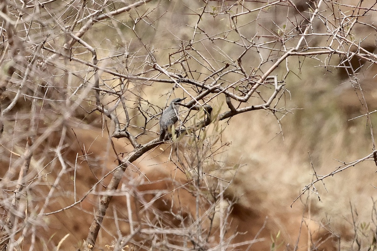 Eastern Rock Nuthatch - ML646441878