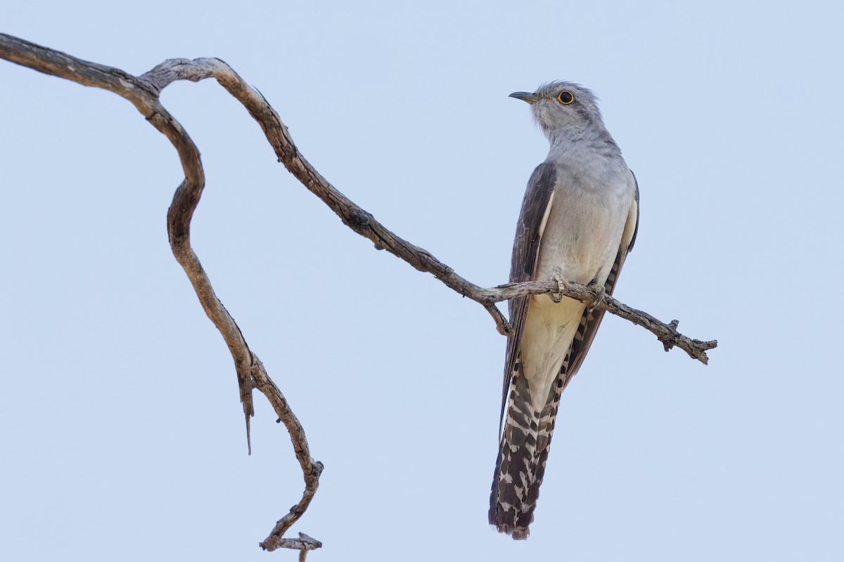 Pallid Cuckoo - ML646441884