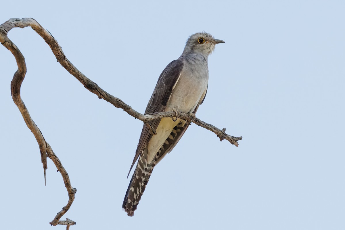 Pallid Cuckoo - ML646441885