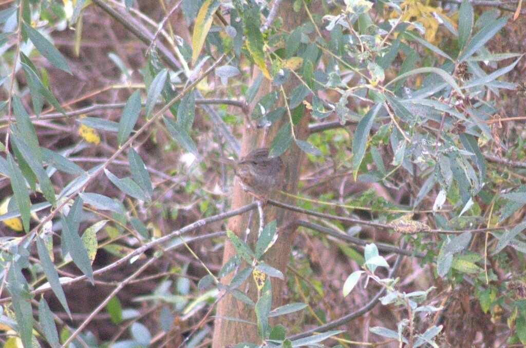 סתרי מצוי - ML646441898