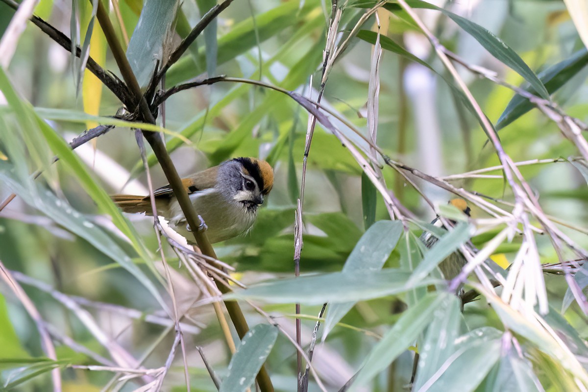 Black-throated Parrotbill - ML646441903