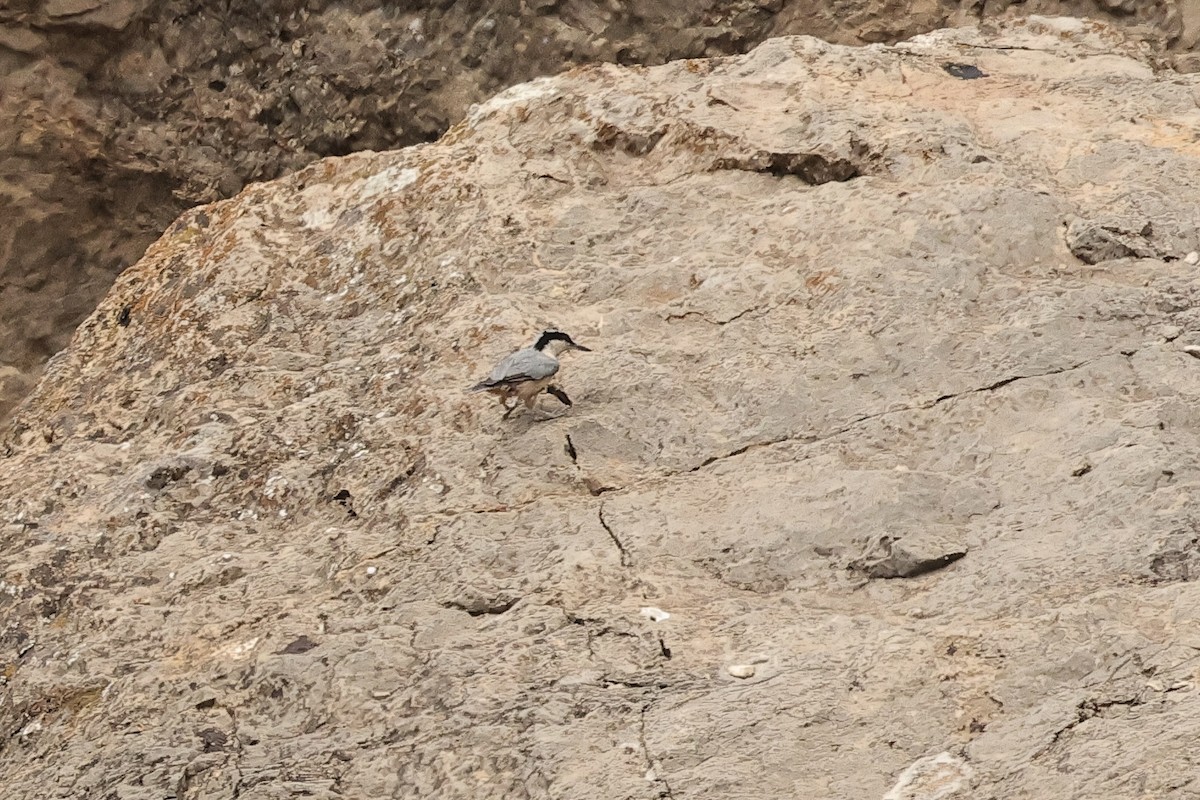 Eastern Rock Nuthatch - ML646441904