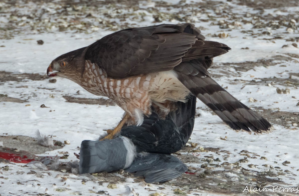 Cooper's Hawk - ML646441905