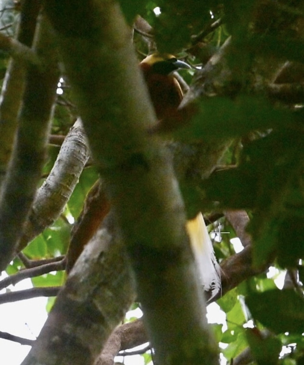 rajka malá - ML646441906