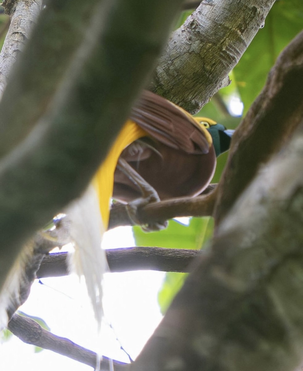 rajka malá - ML646441907