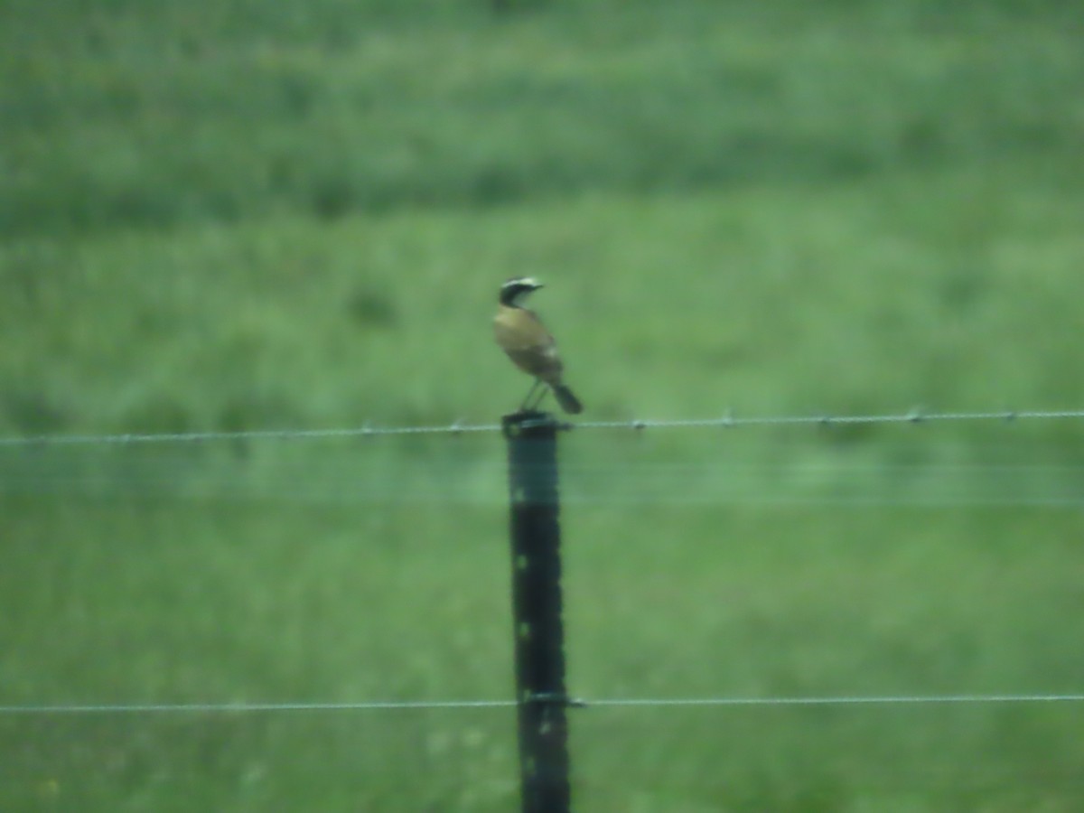 Takkeli Kuyrukkakan - ML646441908