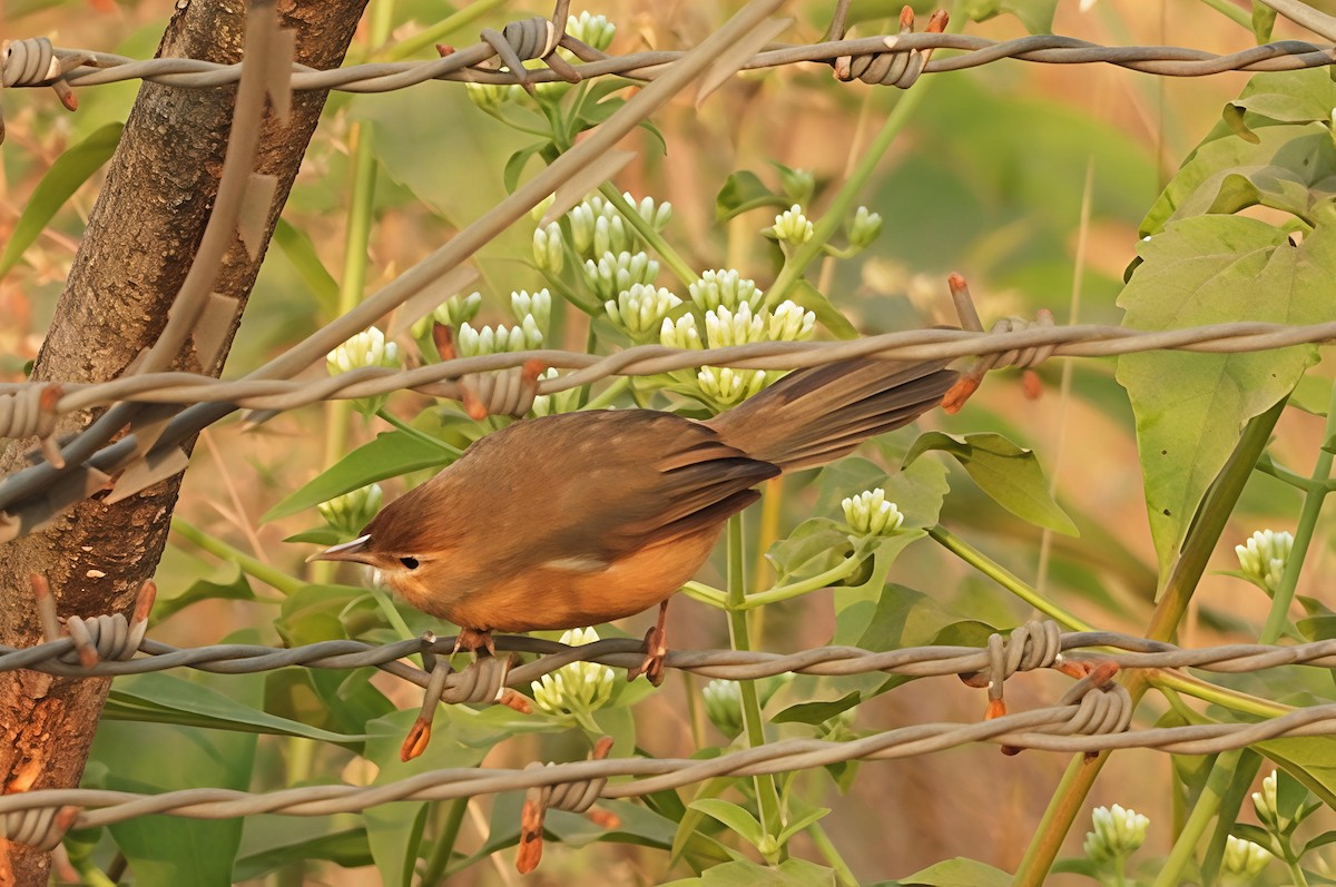 Tawny-bellied Babbler - ML646441909