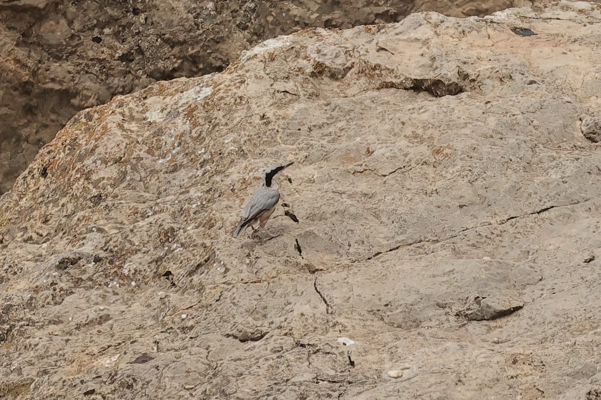 Eastern Rock Nuthatch - ML646441910