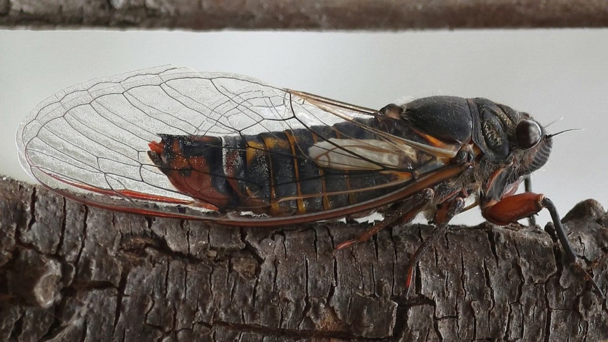 Mt Lofty Firetail - ML646441911