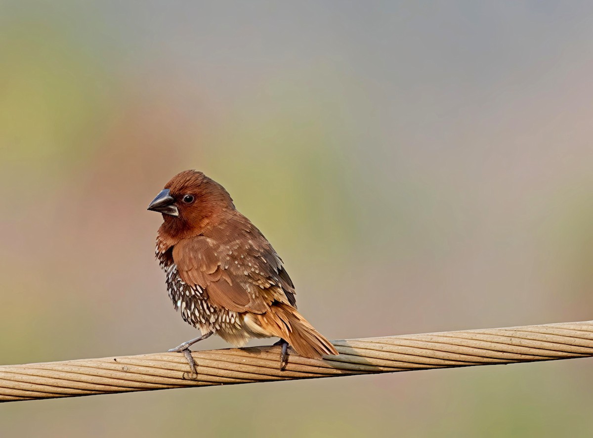 Scaly-breasted Munia - ML646441912