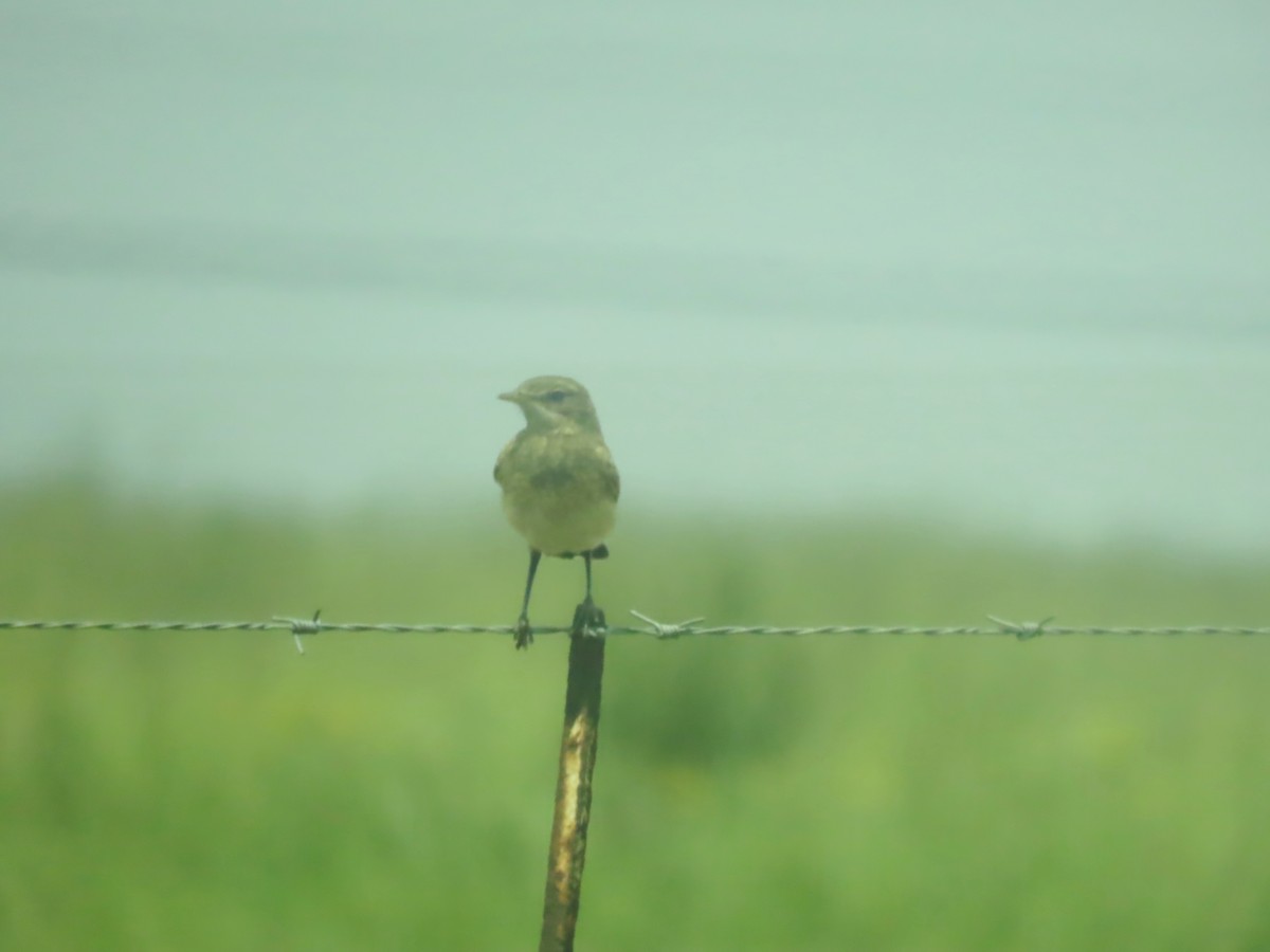 Takkeli Kuyrukkakan - ML646441913