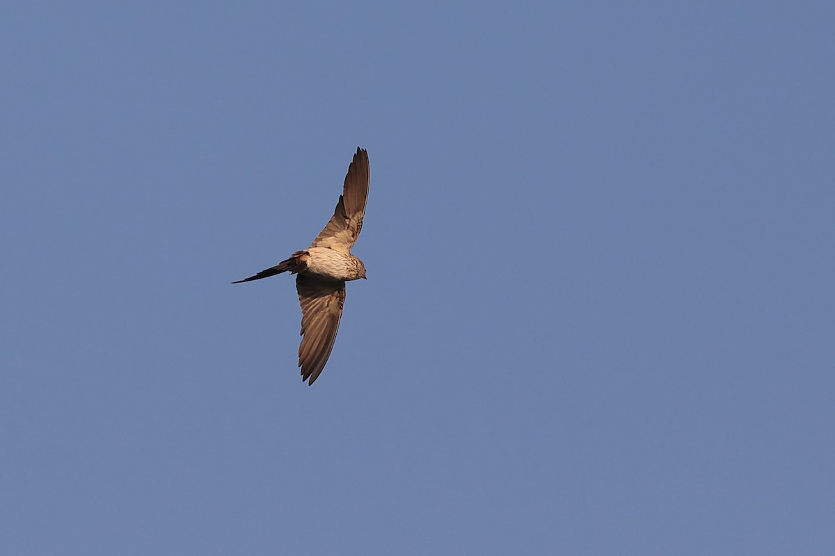 東方金腰燕 - ML646441917