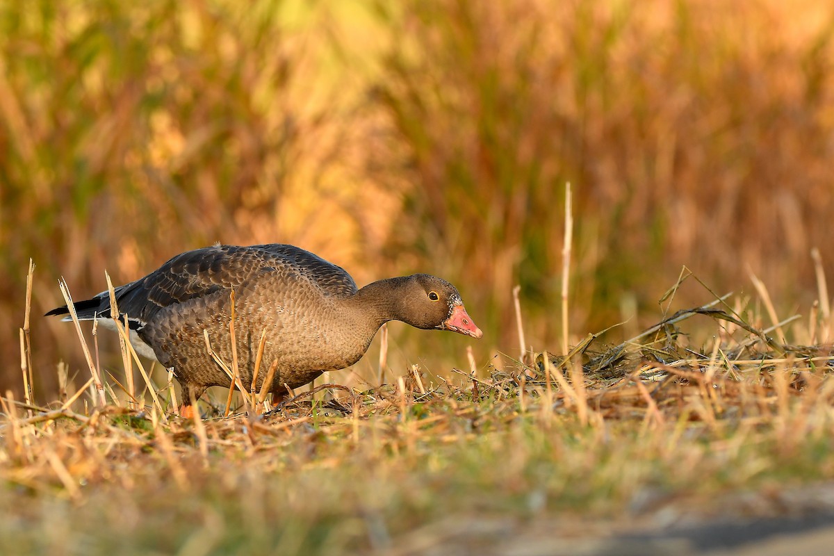 Antzara nanoa - ML646441923