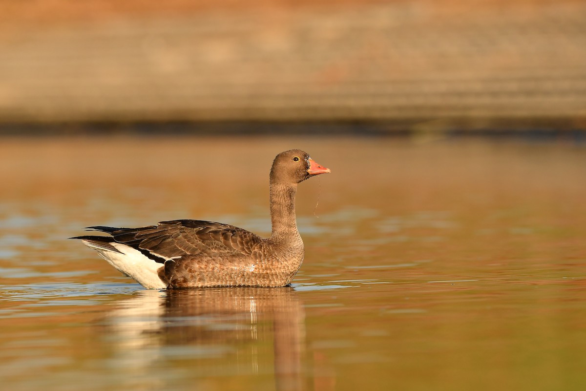 Antzara nanoa - ML646441924