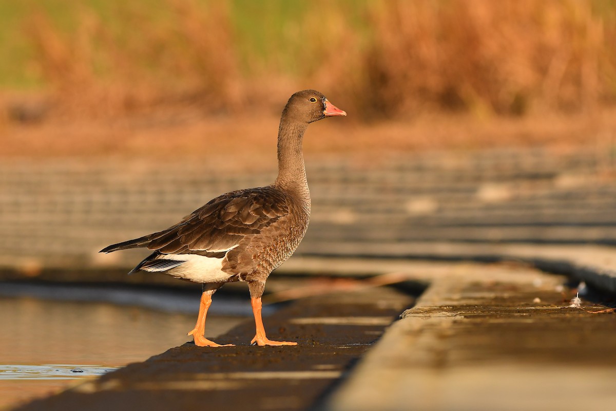 Antzara nanoa - ML646441925