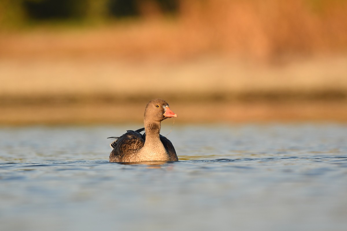 Antzara nanoa - ML646441926