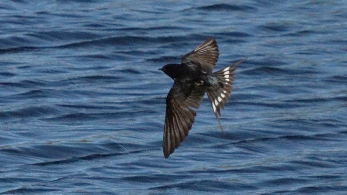 klippesvale - ML646441927