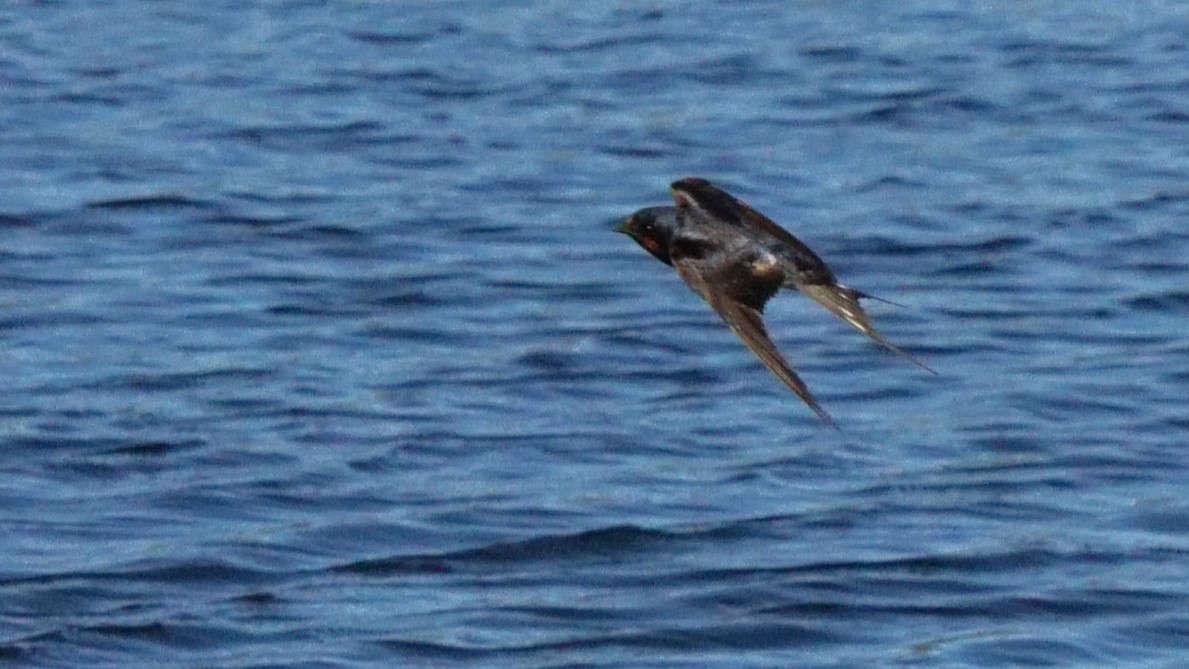 klippesvale - ML646441928