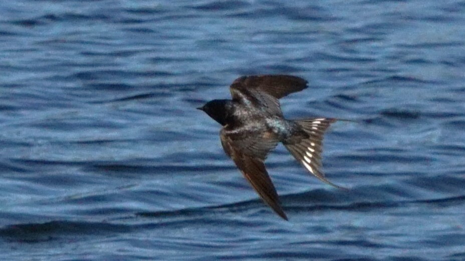 klippesvale - ML646441929