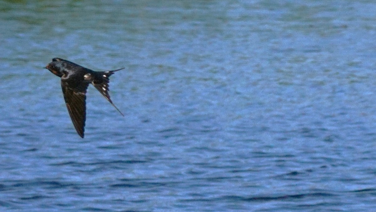 klippesvale - ML646441930