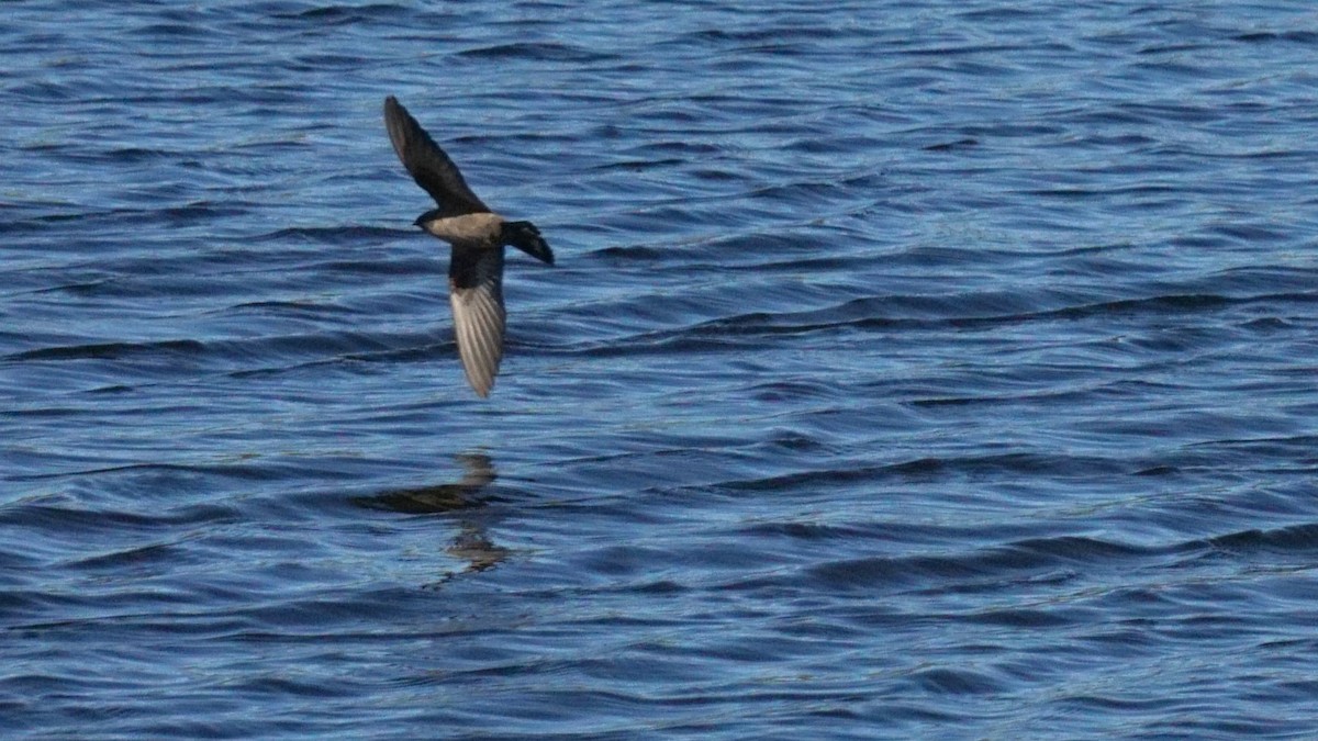 klippesvale - ML646441931