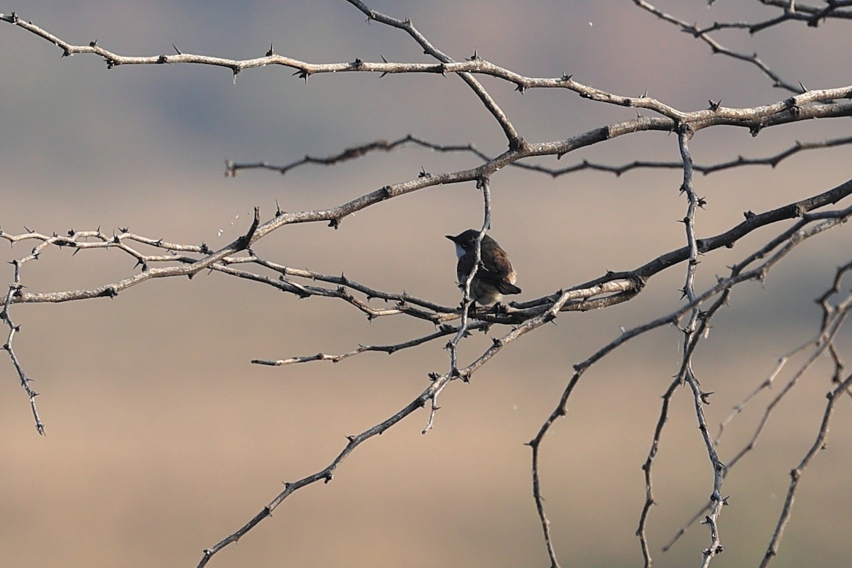 møller - ML646441932