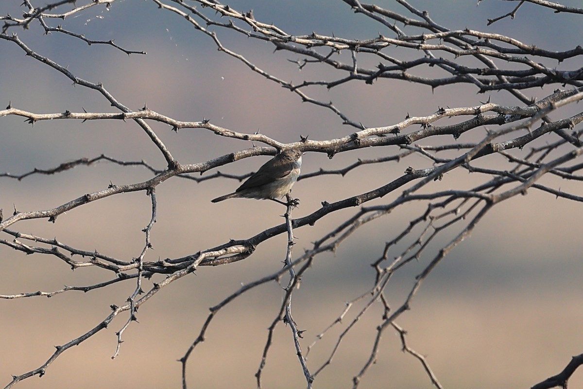 møller - ML646441933