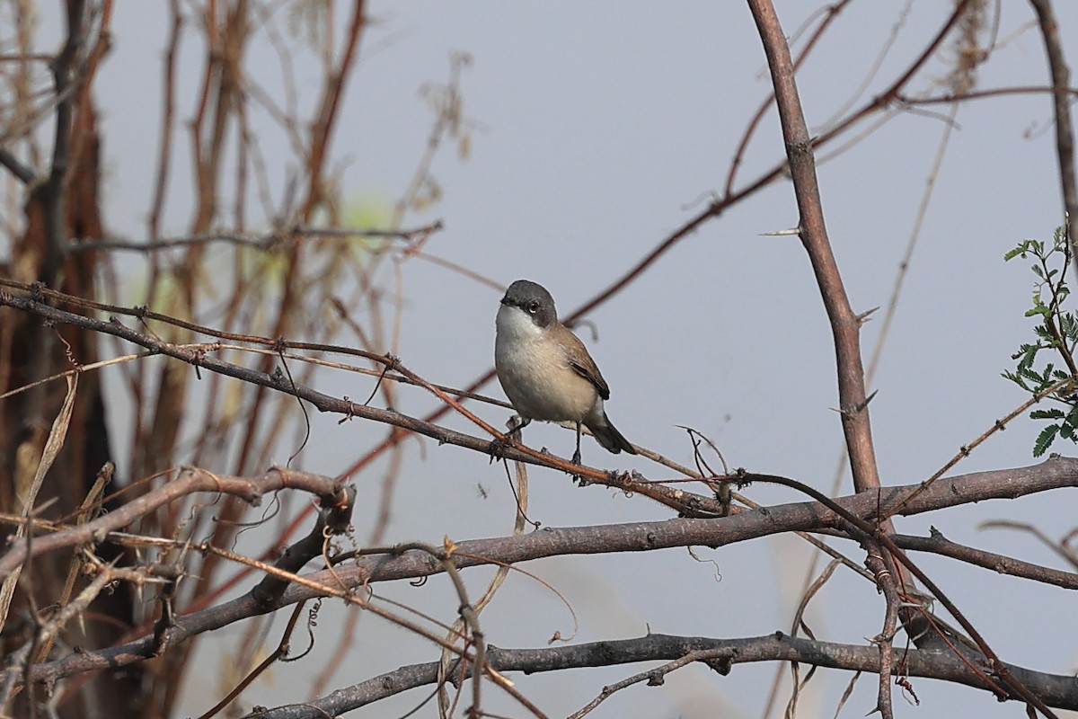 møller - ML646441934