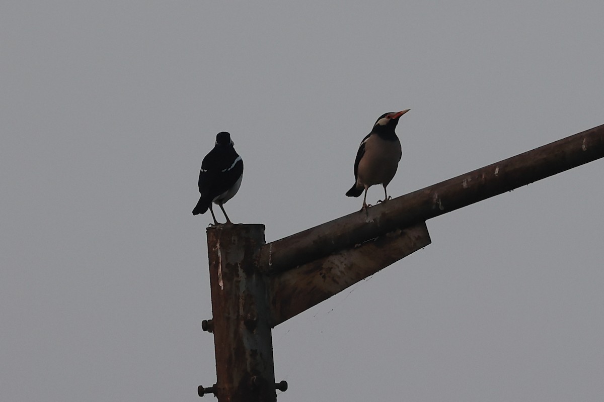 svartstrupestær - ML646441936