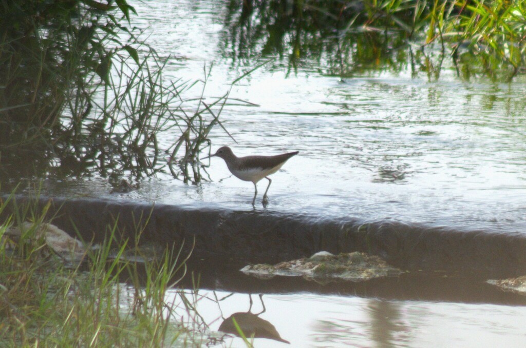 skogsnipe - ML646441938