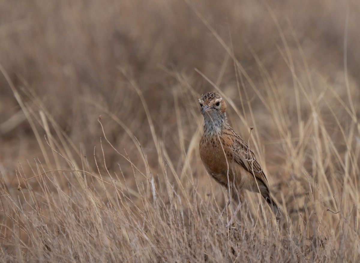 sylklolerke - ML646441939