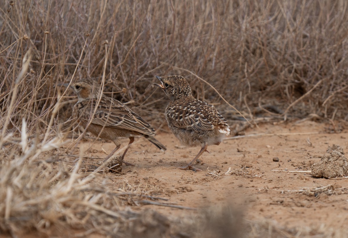 sylklolerke - ML646441940