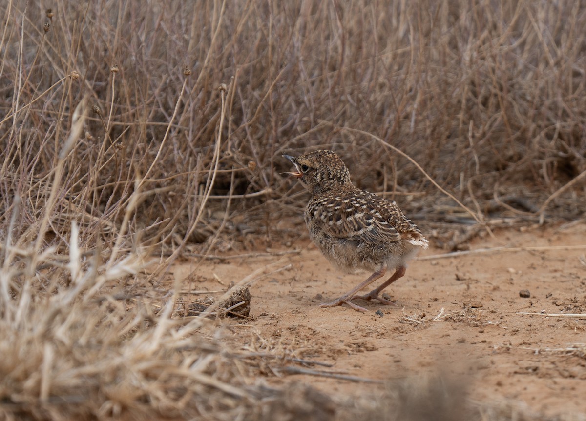 sylklolerke - ML646441941