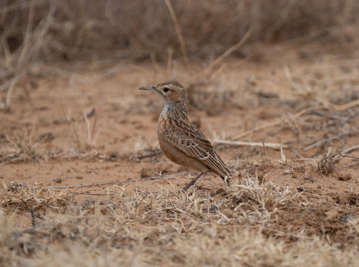 sylklolerke - ML646441942