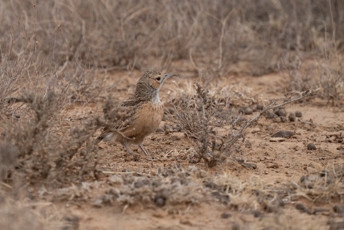 sylklolerke - ML646441943