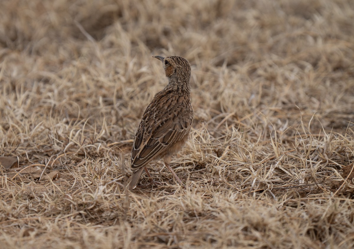 sylklolerke - ML646441945