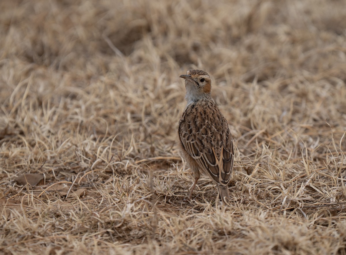 sylklolerke - ML646441946