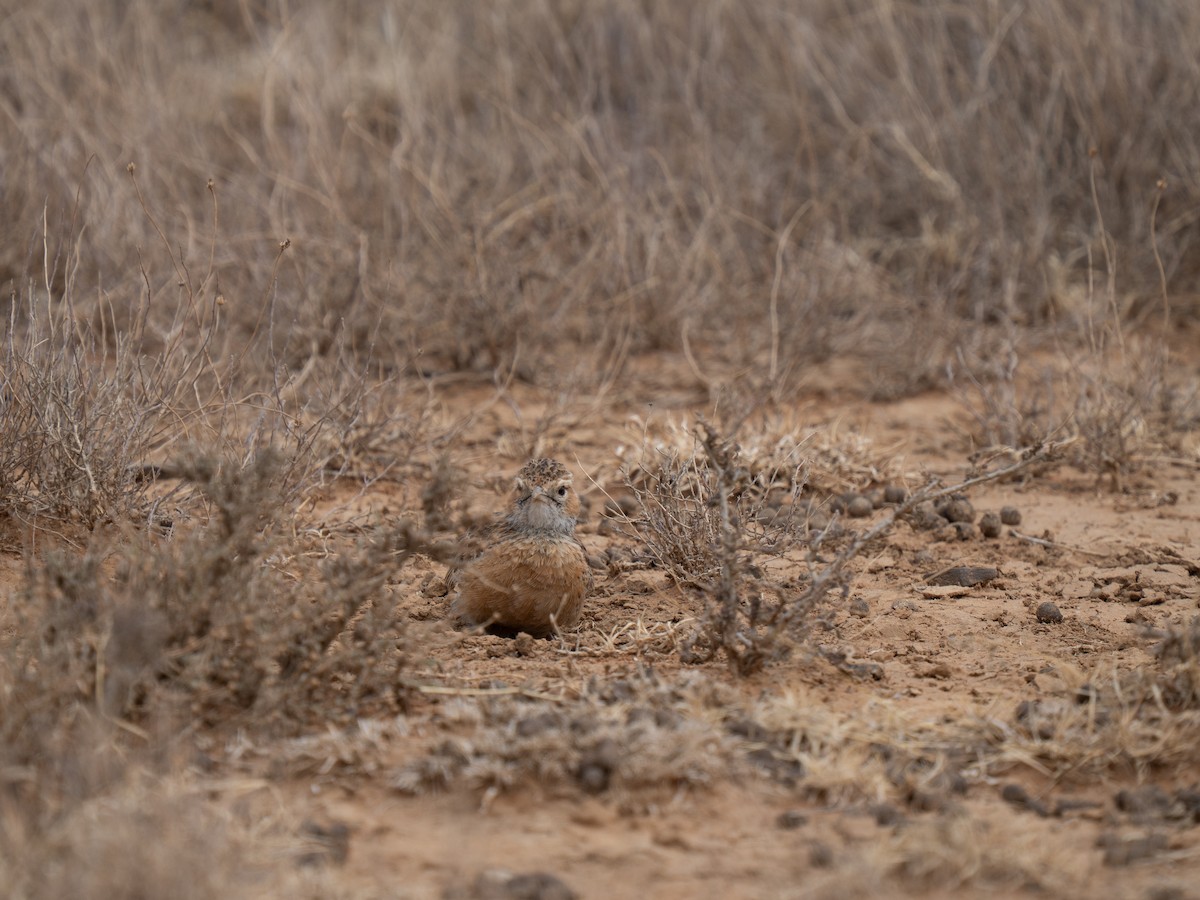 sylklolerke - ML646441947