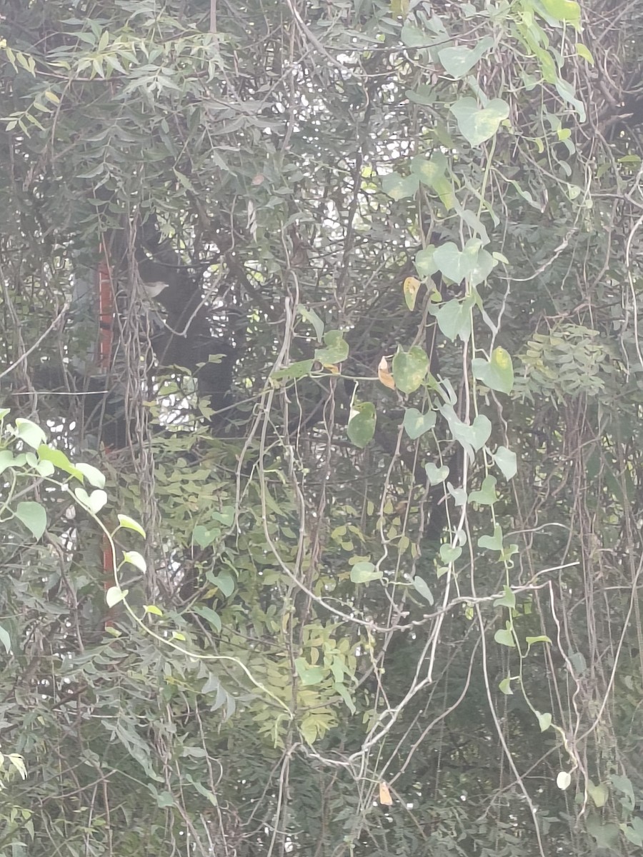 bleknebblomsterfugl - ML646441948