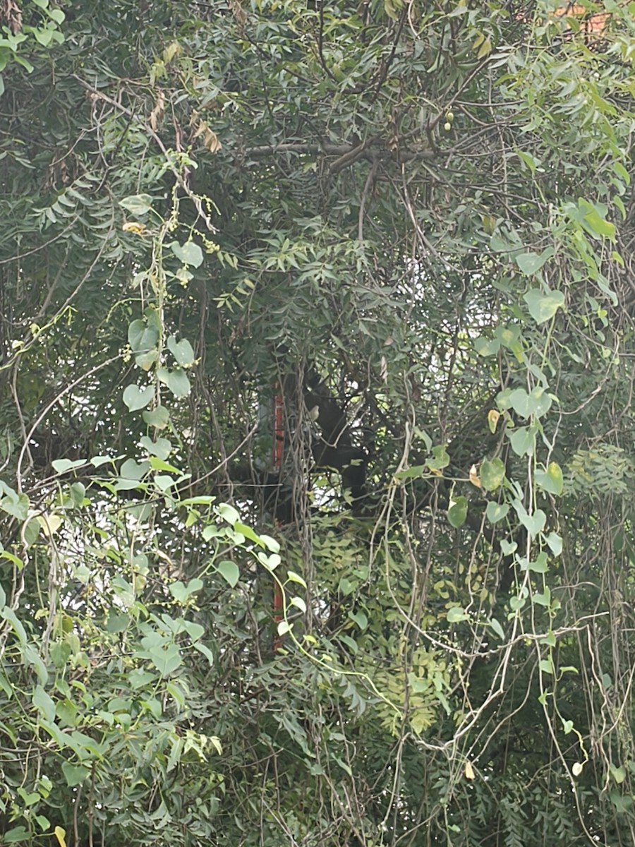 Pale-billed Flowerpecker - ML646441949