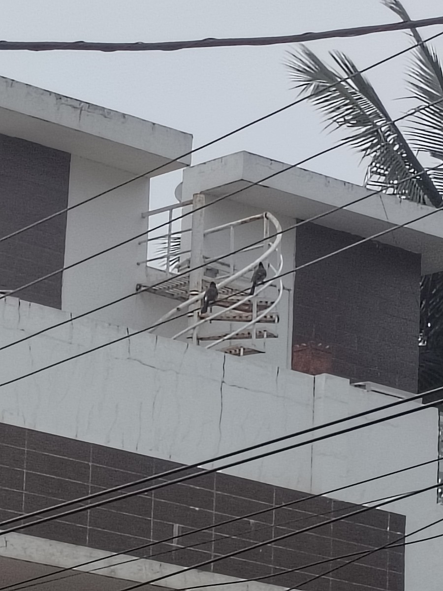 Red-vented Bulbul - ML646441950