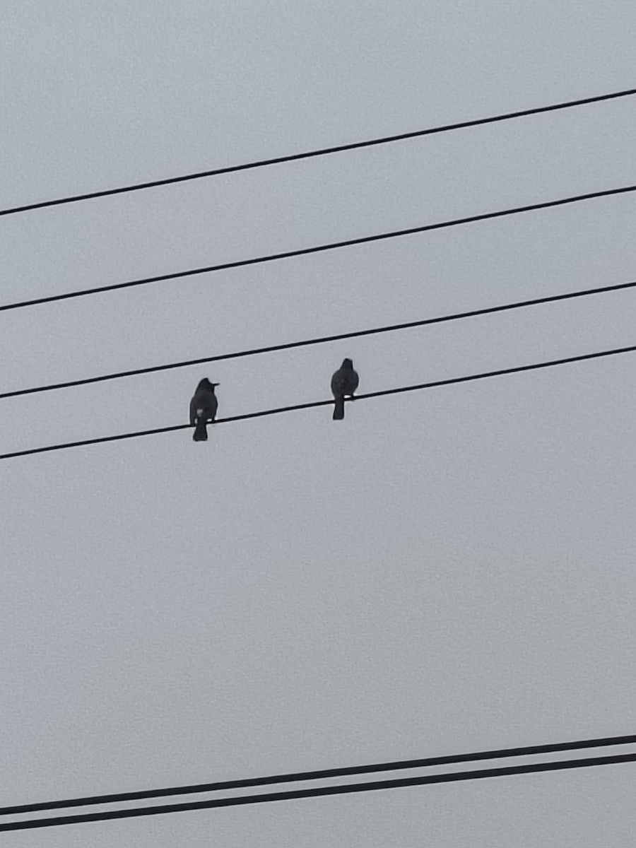 Red-vented Bulbul - ML646441951