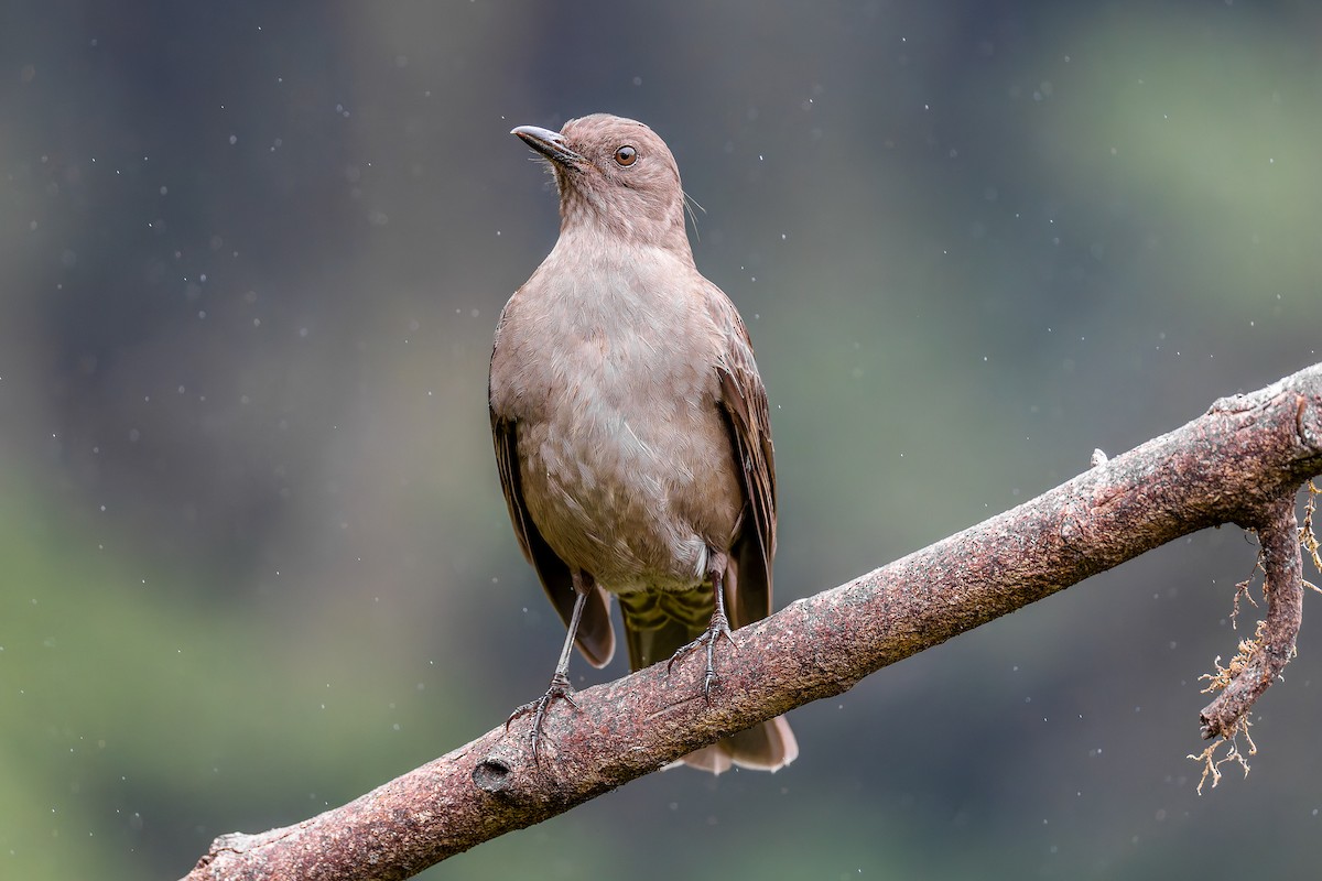 plebeiertrost - ML646441952