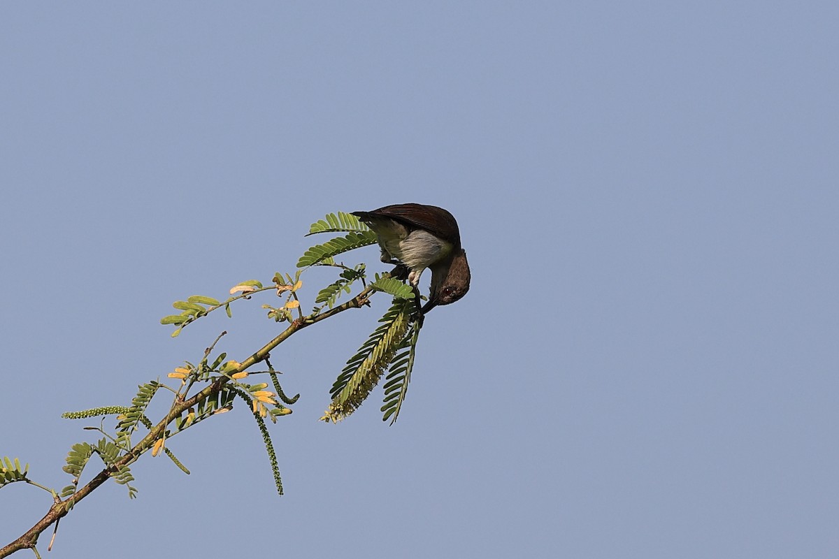 purpurgumpsolfugl - ML646441953