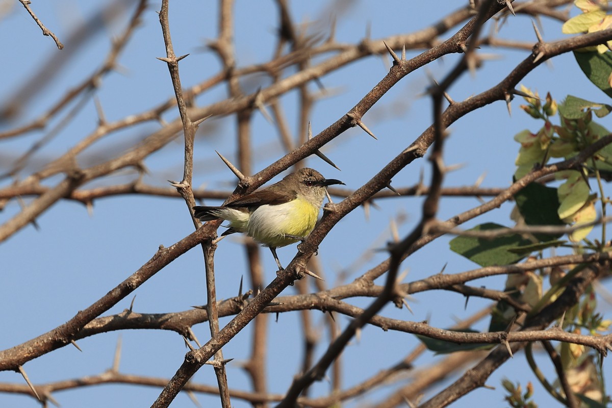 purpurgumpsolfugl - ML646441954