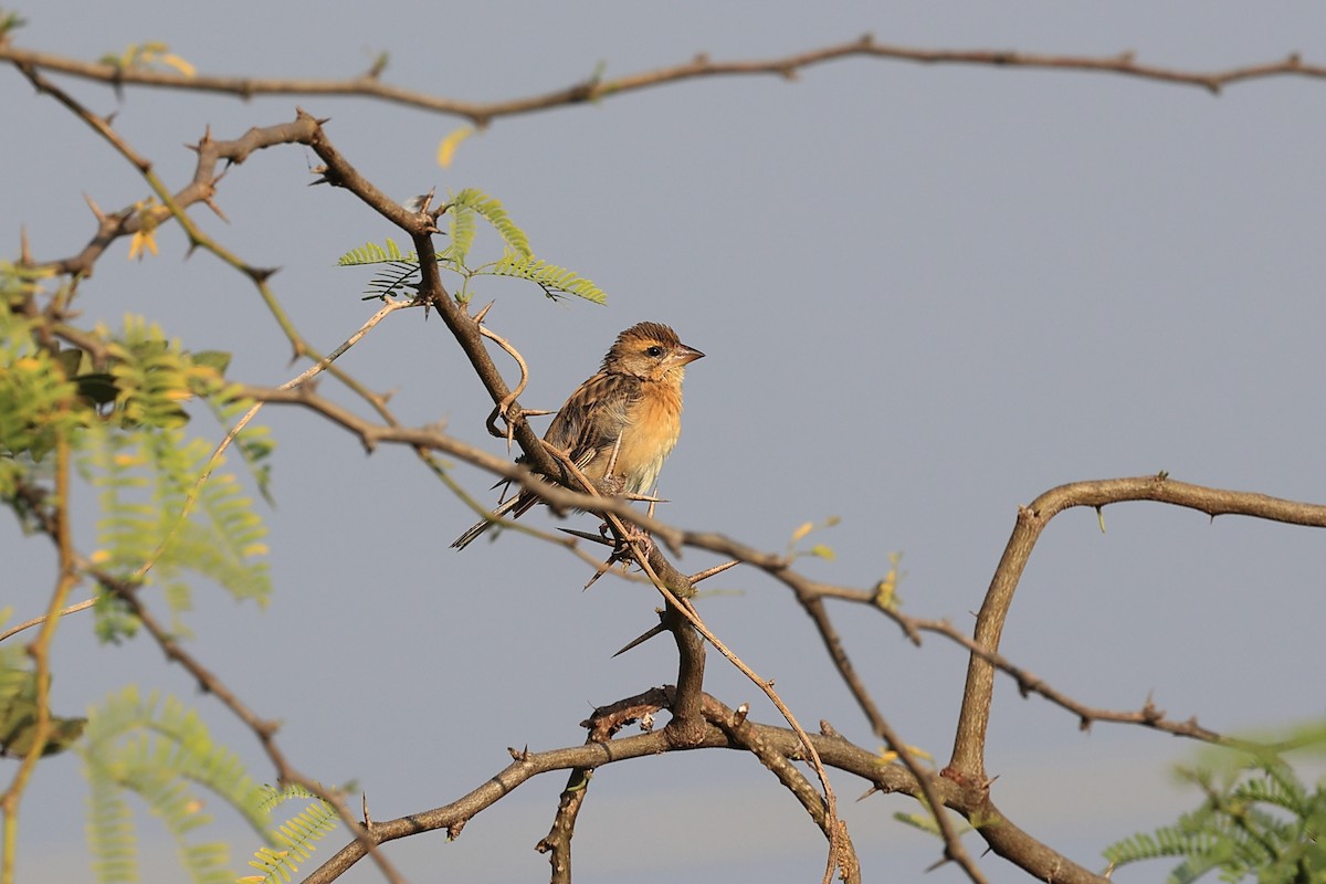 Baya Weaver - ML646441956