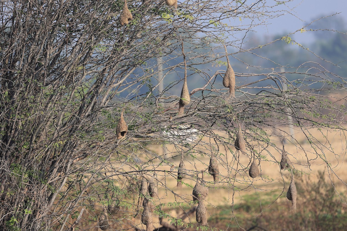 白喉文鳥 - ML646441962