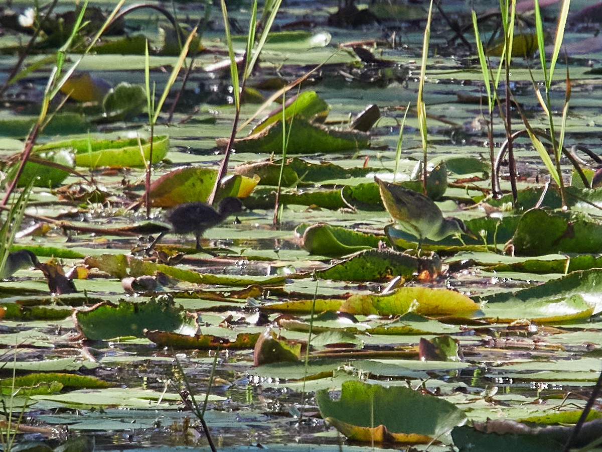 White-browed Crake - ML646441963